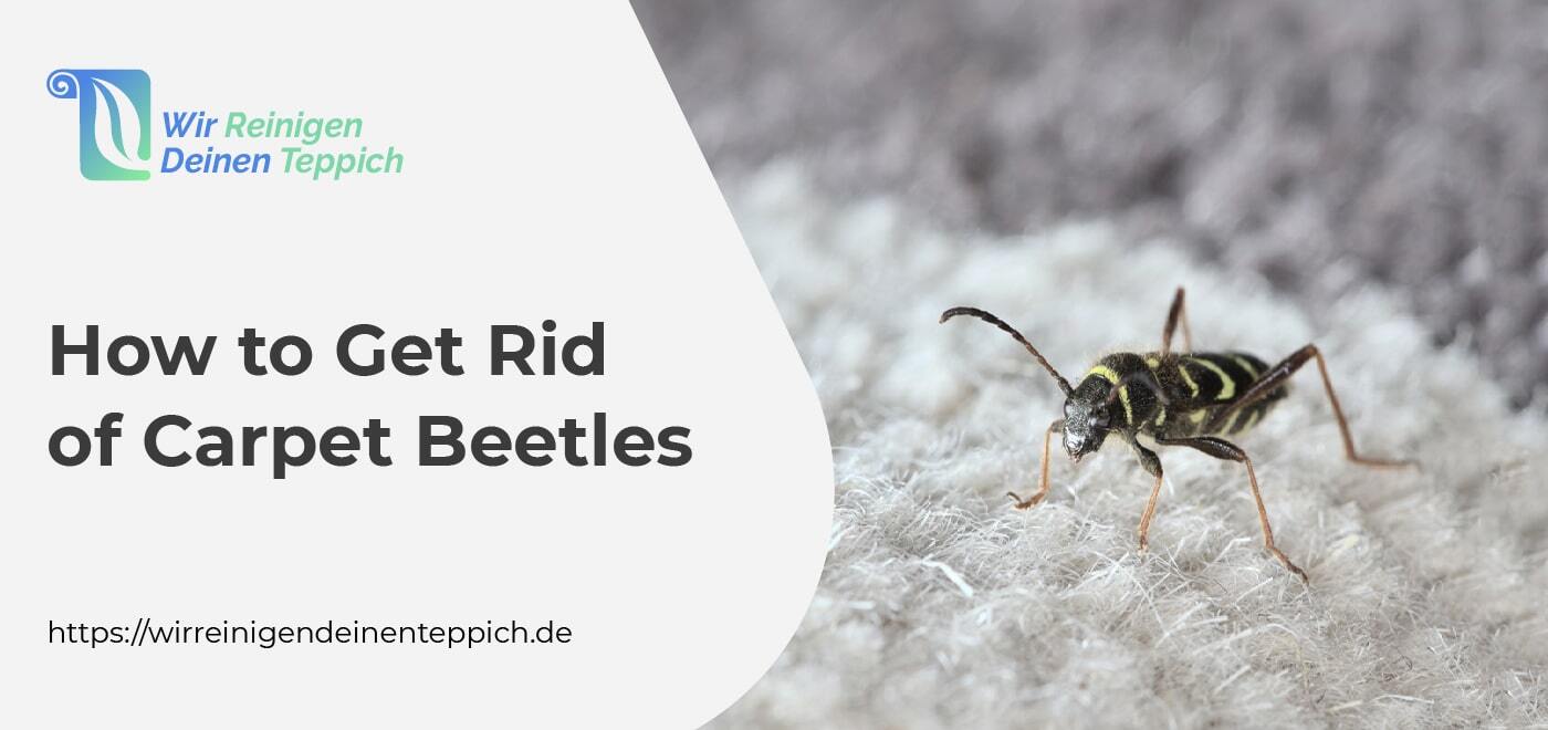 Get Rid of Carpet Beetles