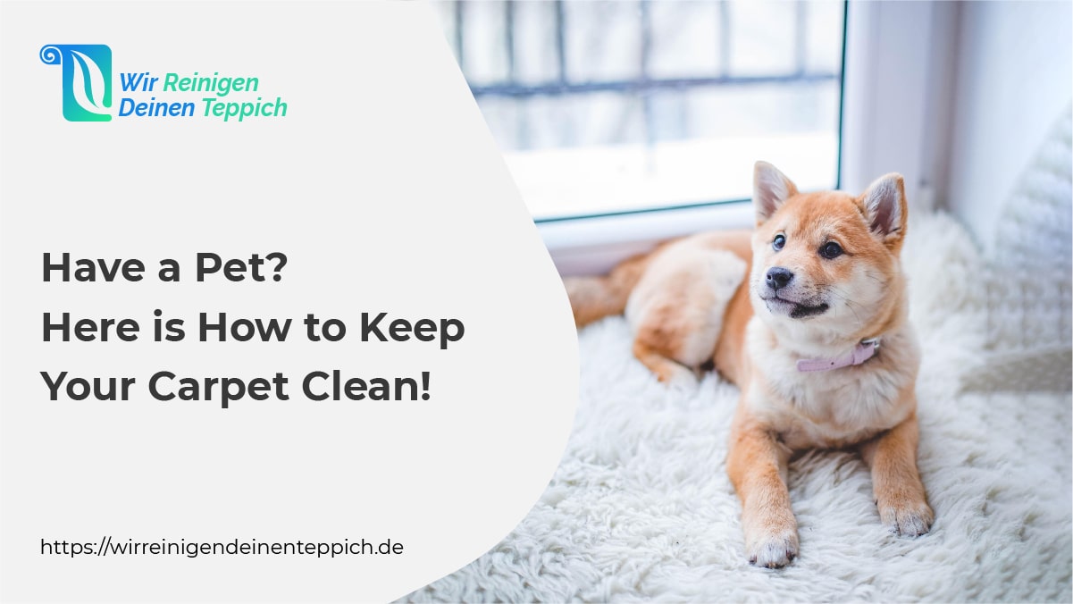 Keep-your-carpet-clean-when-you have-pets